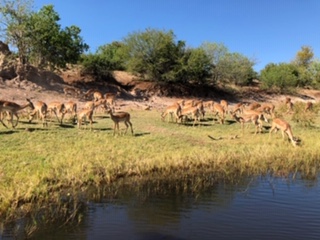 海外研修Zambia